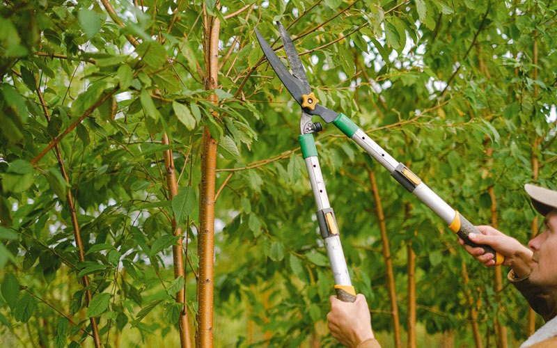 Tree trimming in Corozal, PR
